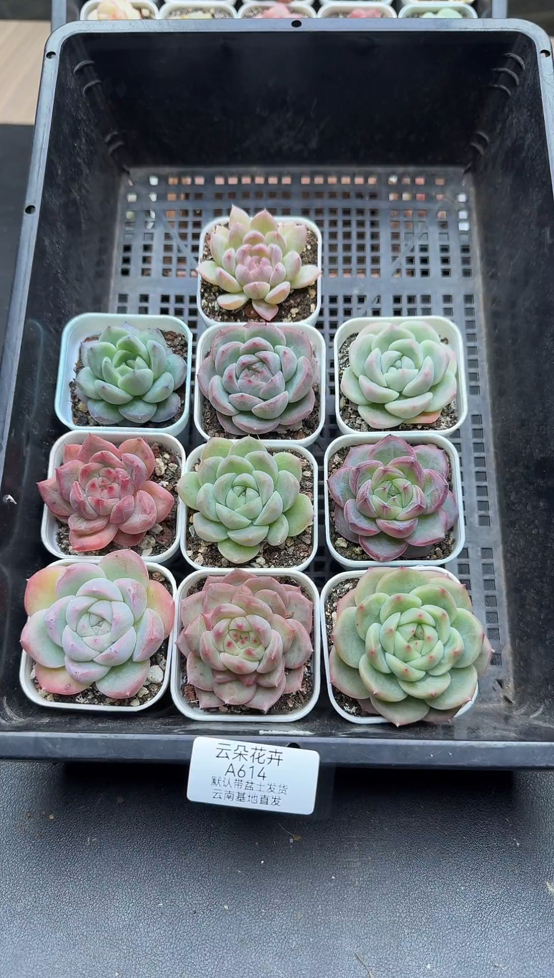 珍妮杂交多肉A614