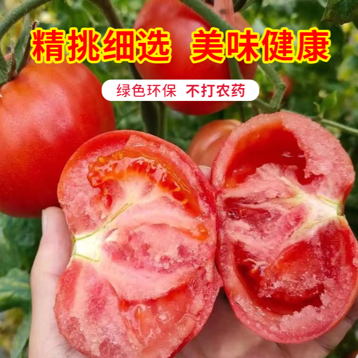 【顺丰包邮】山西太行山高海拔普罗旺斯西红柿新鲜沙瓤爆汁水果番茄
