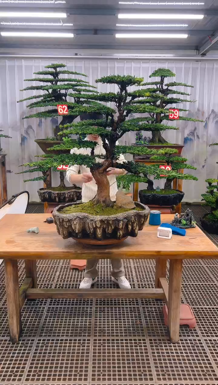 无花朵虎**辉精品盆景直播间一物一拍