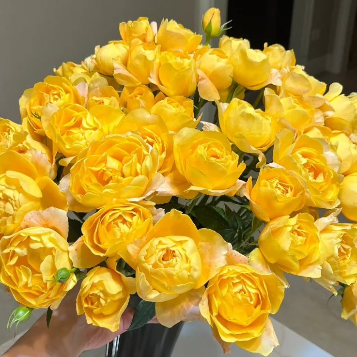 黑哥的花园阳台党明亮爆款蜜柚果汁月季盆栽爆花机器易养新人必入