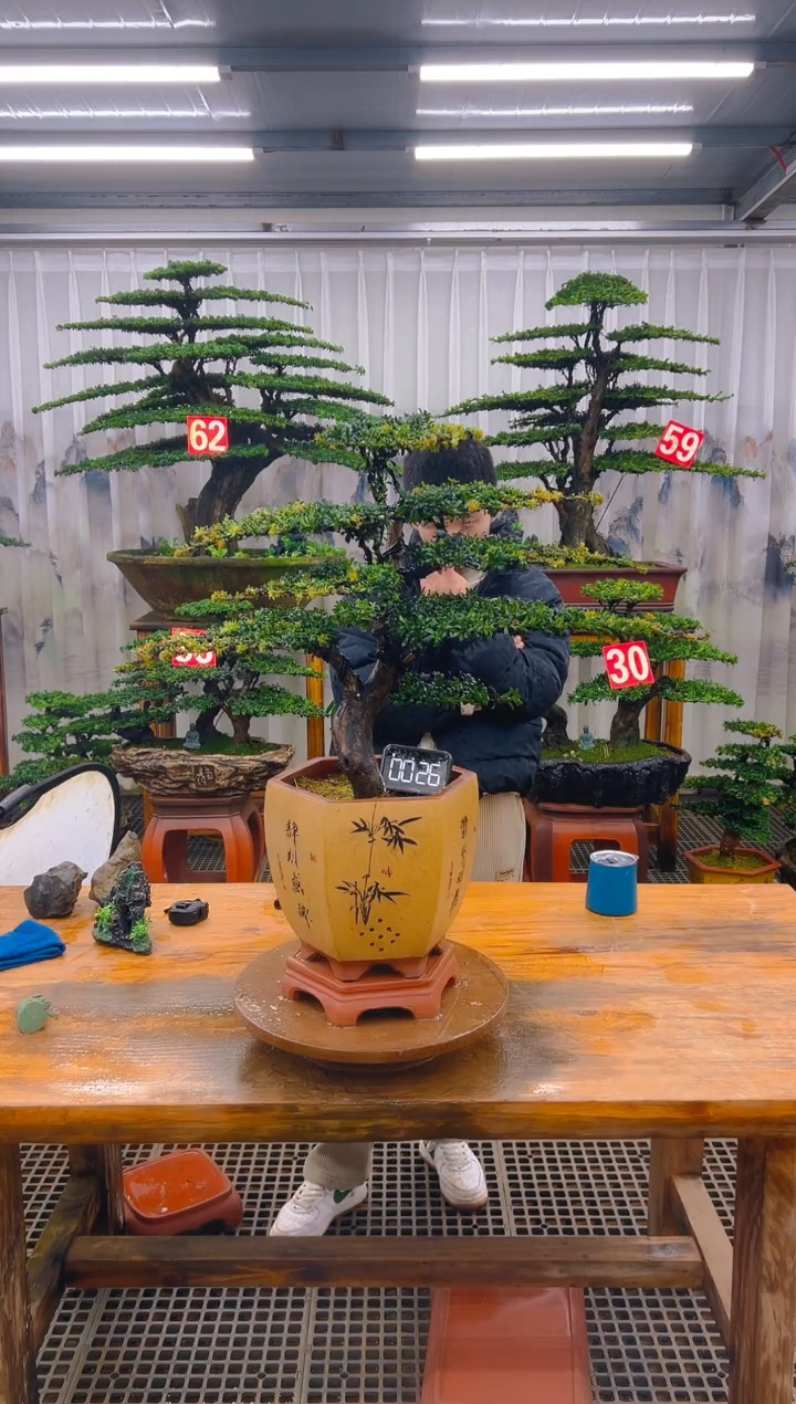 无花朵精品盆景直播间一物一拍