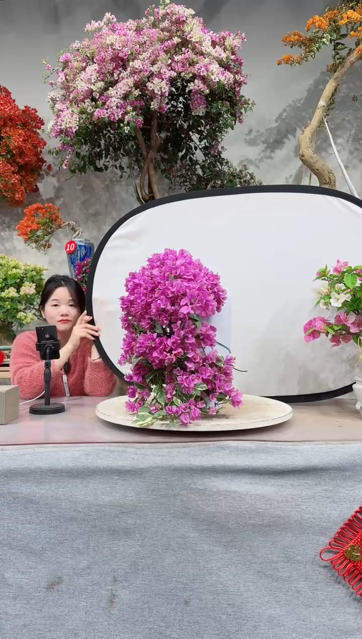 【闪购商品】盆景银边水仙紫