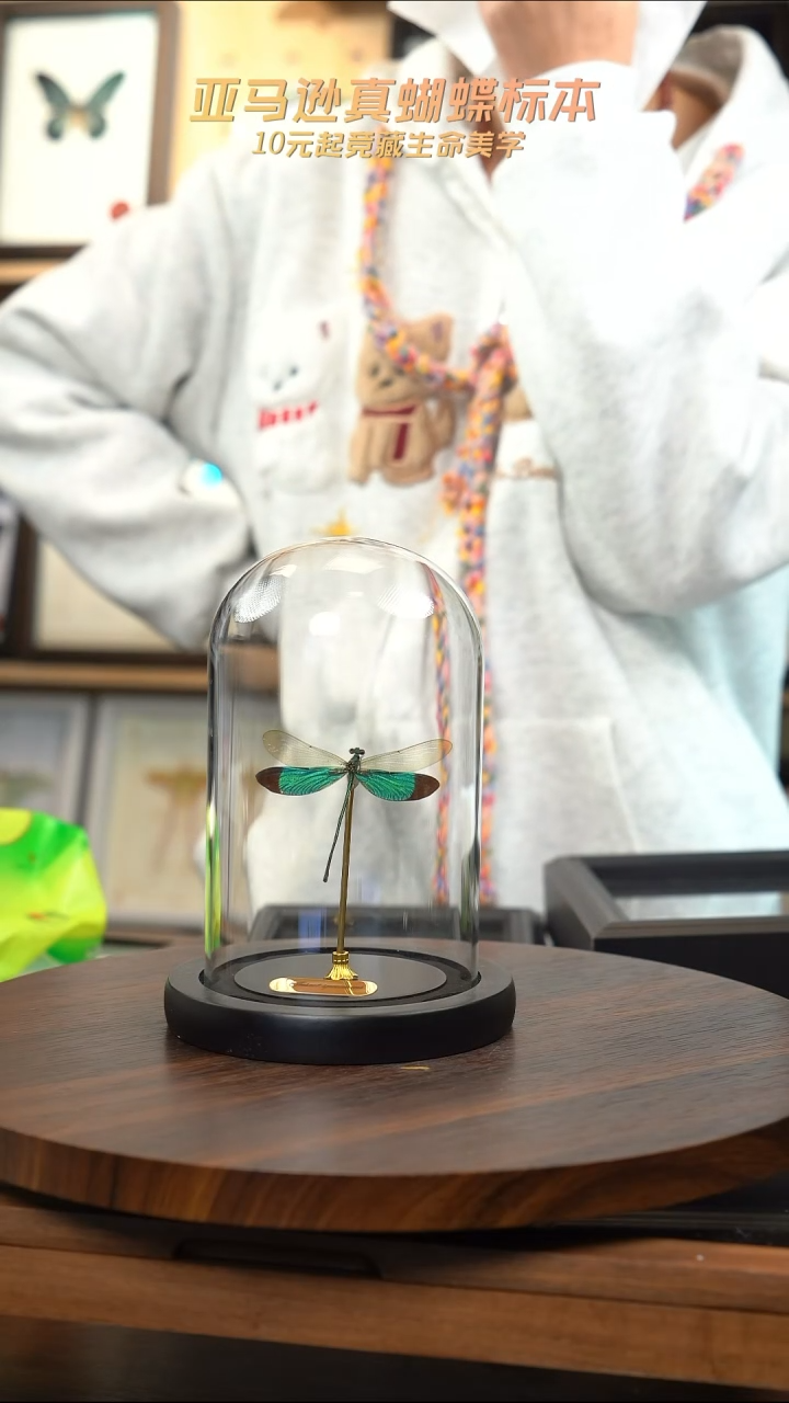 华艳色蟌小号玻璃罩