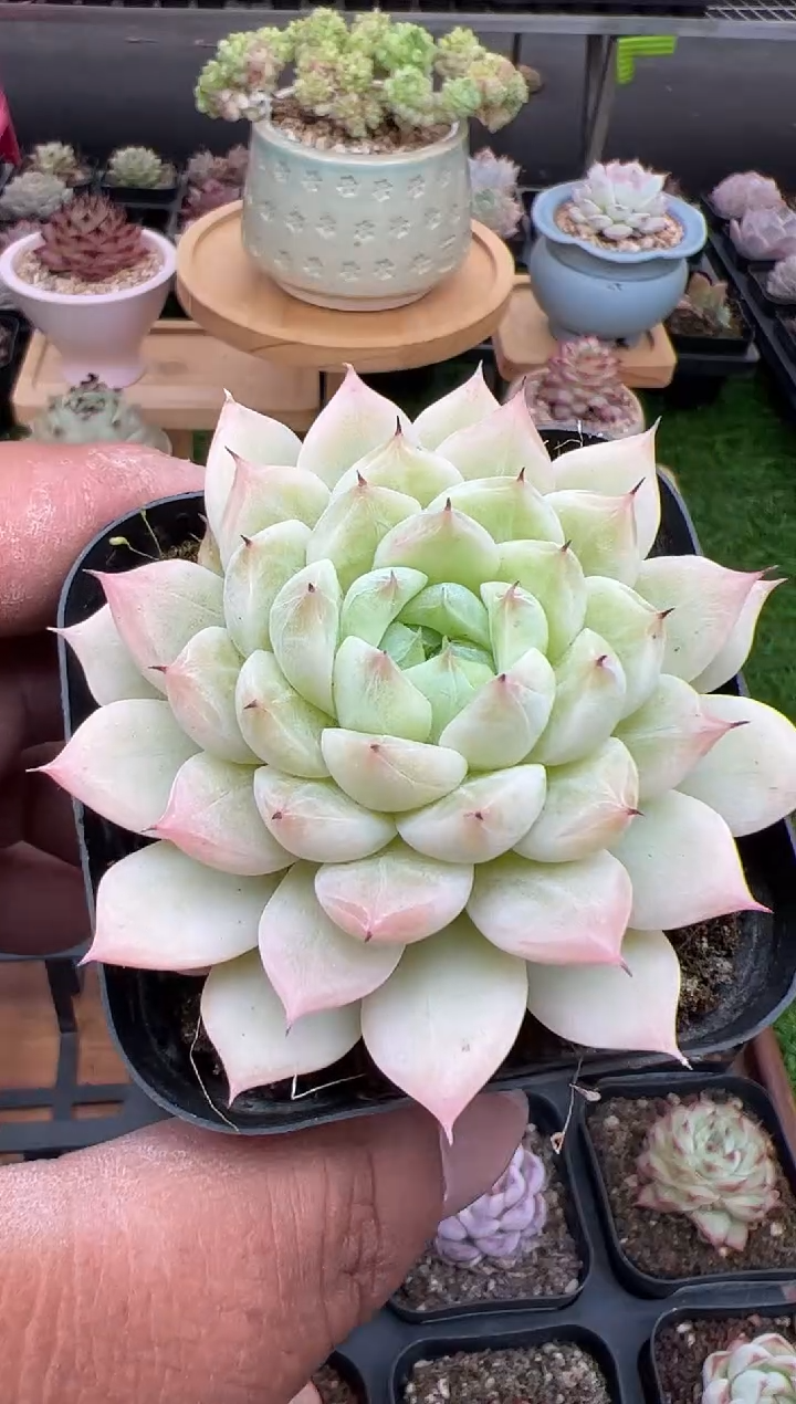 东云多肉园二店-45