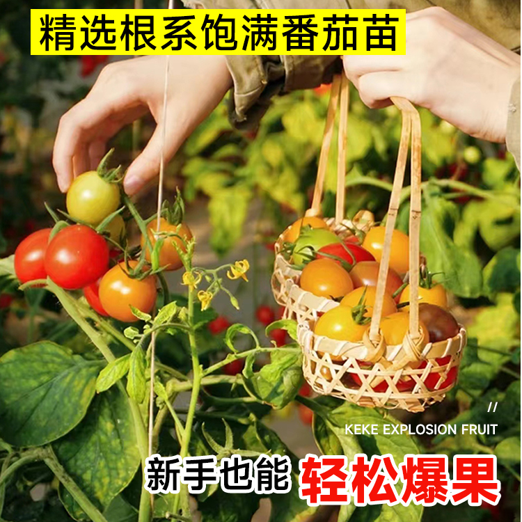矮生番茄红黄黑小柿子