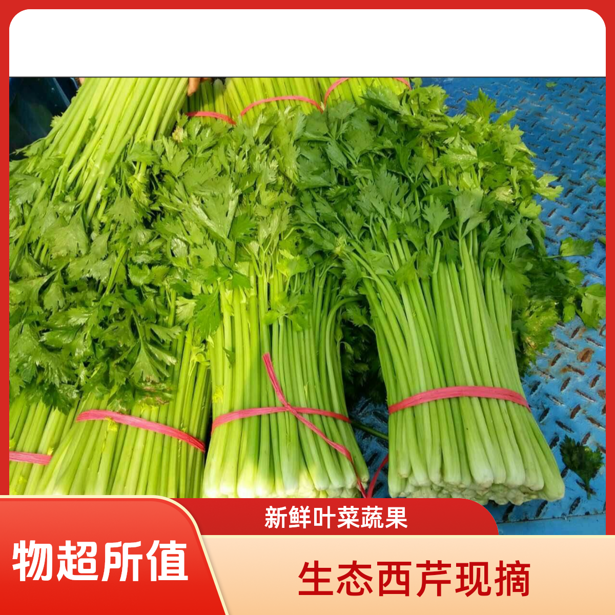 原生态种植现砍现挖健康新鲜的小西芹可以榨汁的蔬菜芹菜