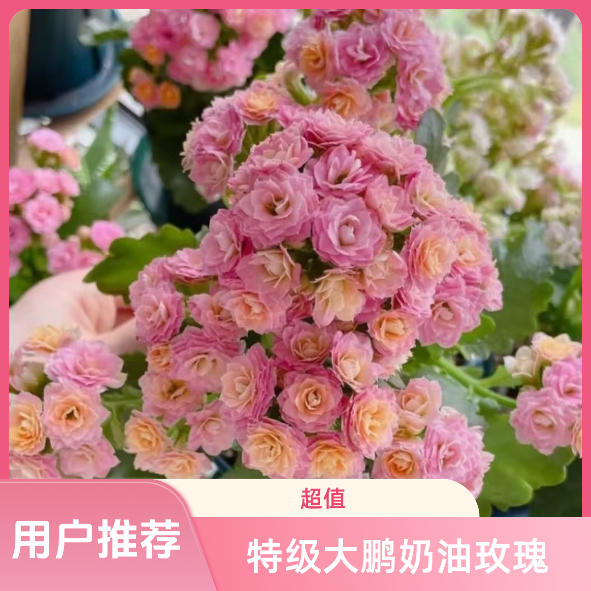 【110】稀有品种大鹏奶油玫瑰重瓣长寿花 