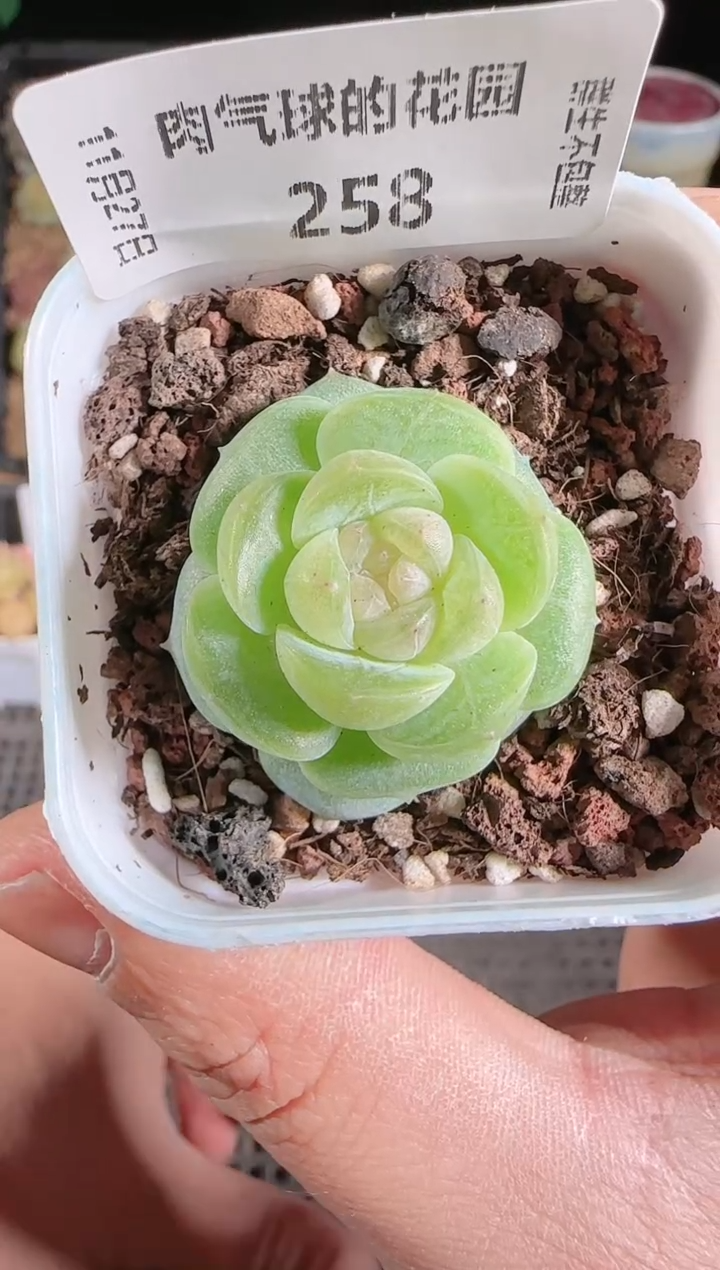 1127-258星月群生不包整