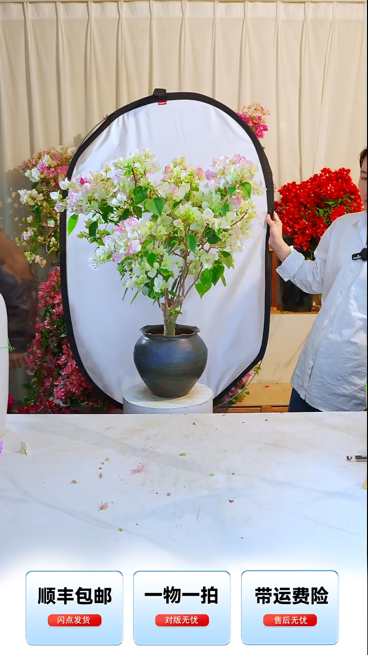 大部分开放少量花苞绿樱