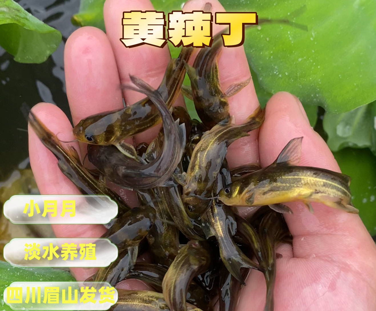 四川眉山发货淡水养殖黄辣丁可观赏