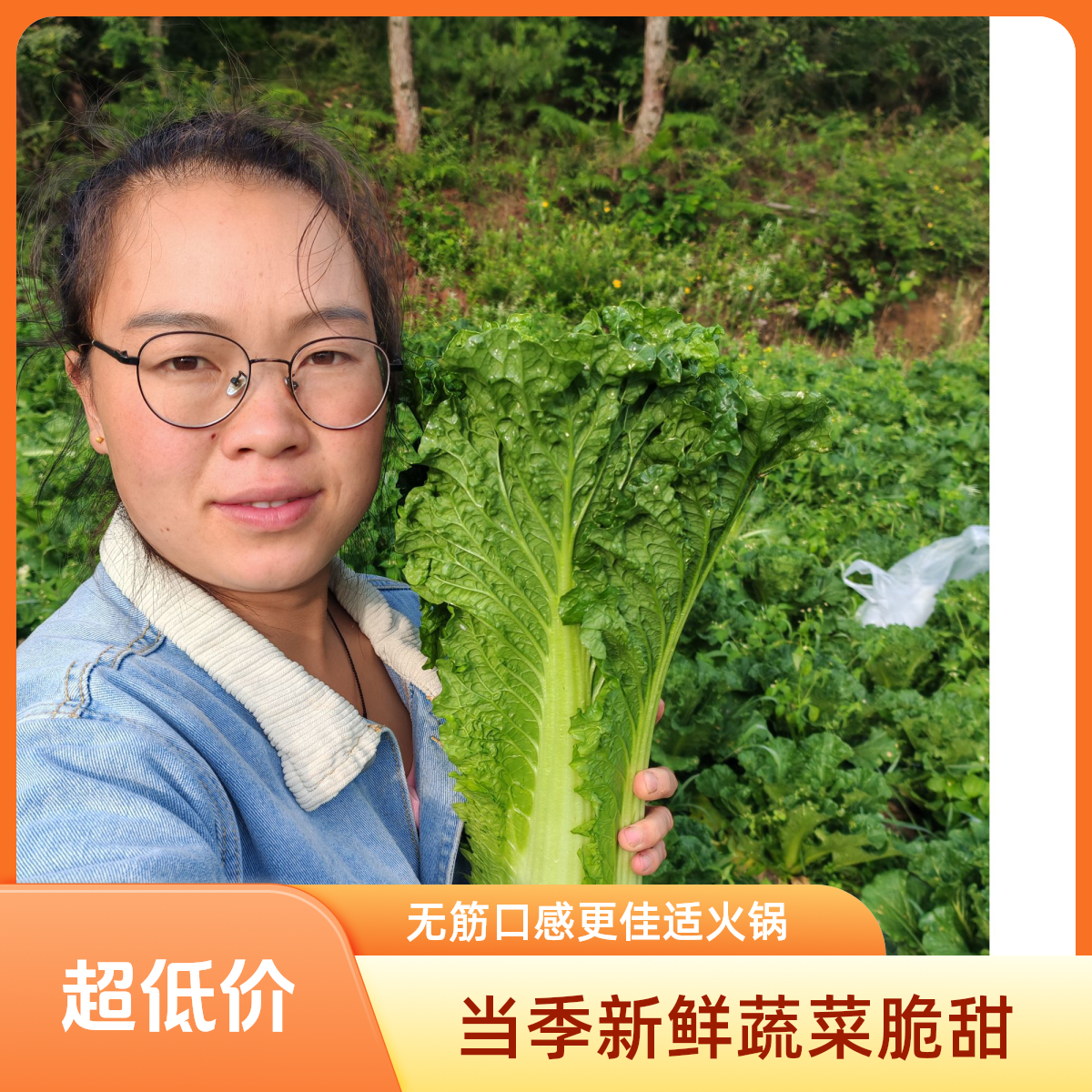 无品牌贵州威宁高山青麻叶当季新鲜青口绿叶蔬菜青口白菜