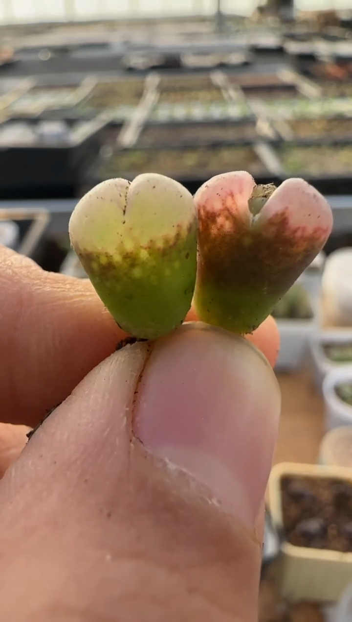 【闪购商品】9-368