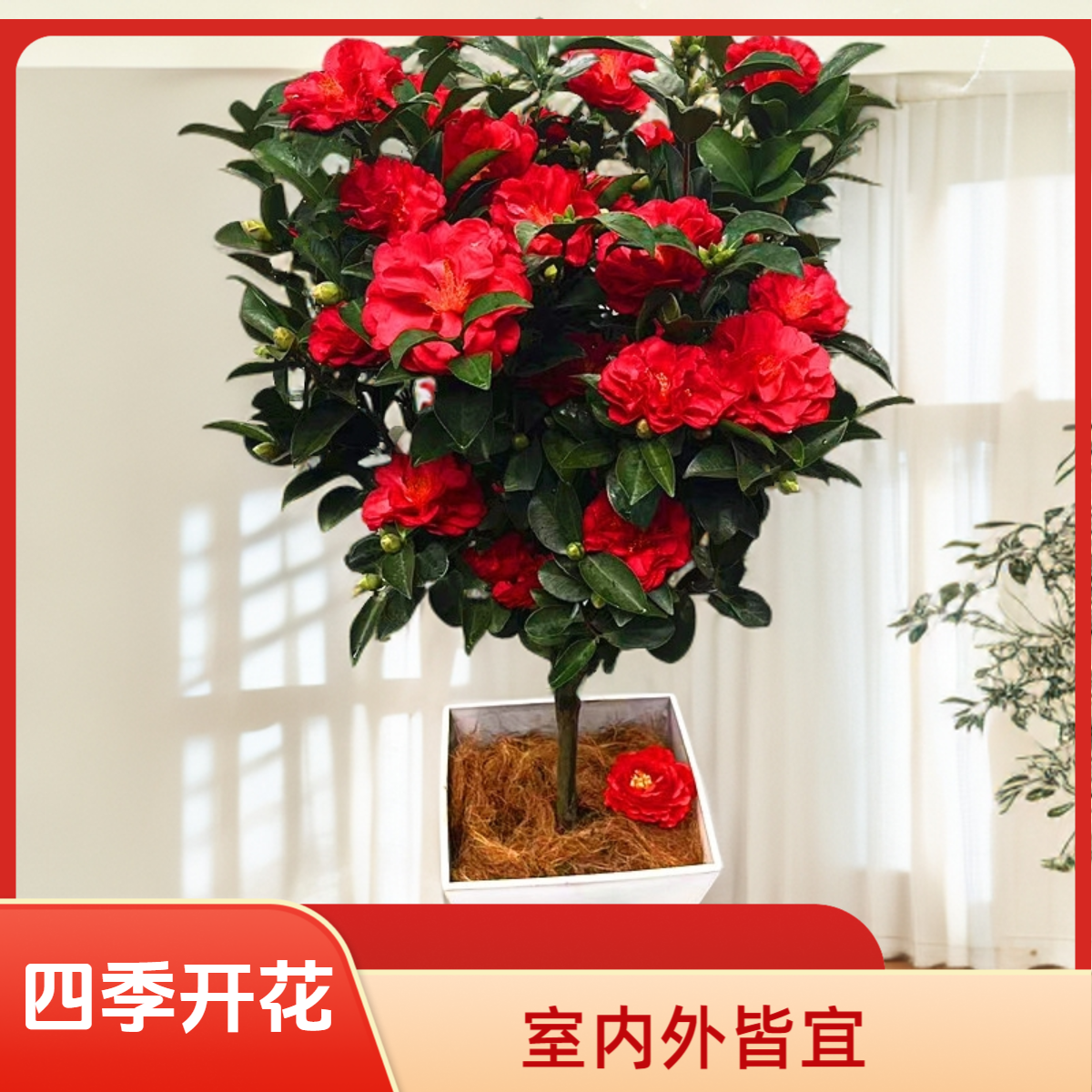 四季茶花夏日七星品种四季开花带花苞山茶花盆栽室内外好养