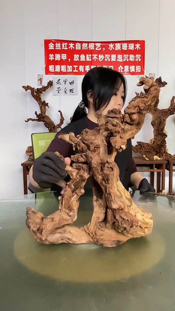 木五*金丝红木  羊蹄甲