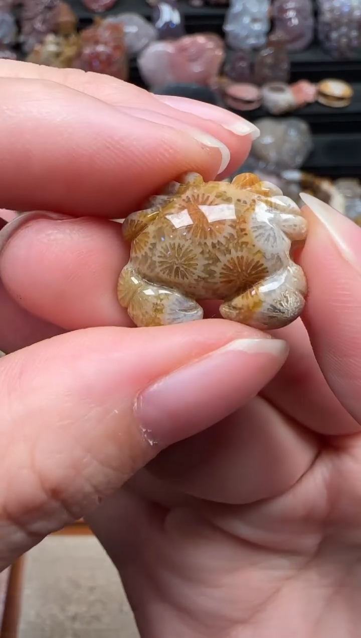 颈饰未镶嵌硅化珊瑚（珊瑚玉）259