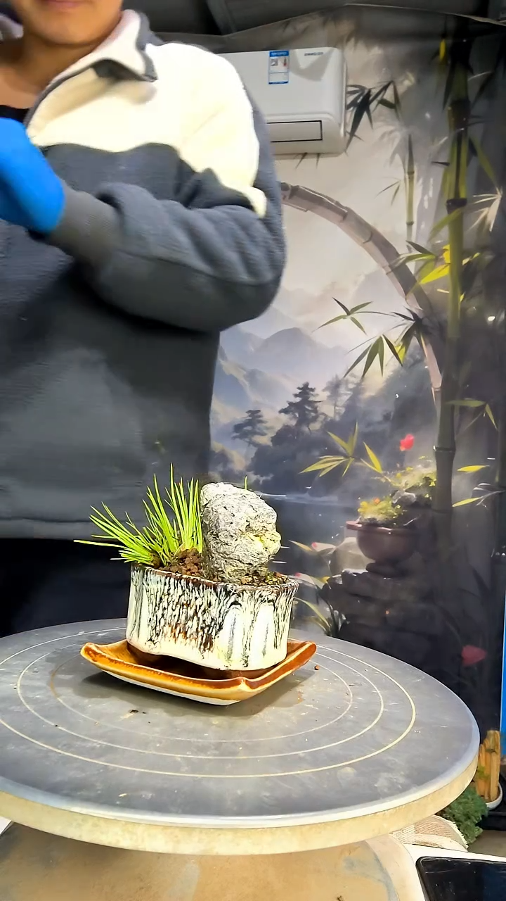 清****调中青园艺一物一拍花11