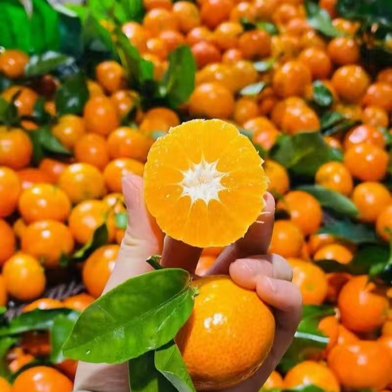 【正宗无籽砂糖橘苗】果子特别甜 非常大 好吃 南方北方都能种植