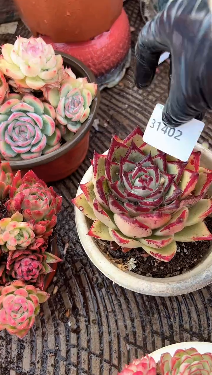 用****1多肉植物一物一拍31402