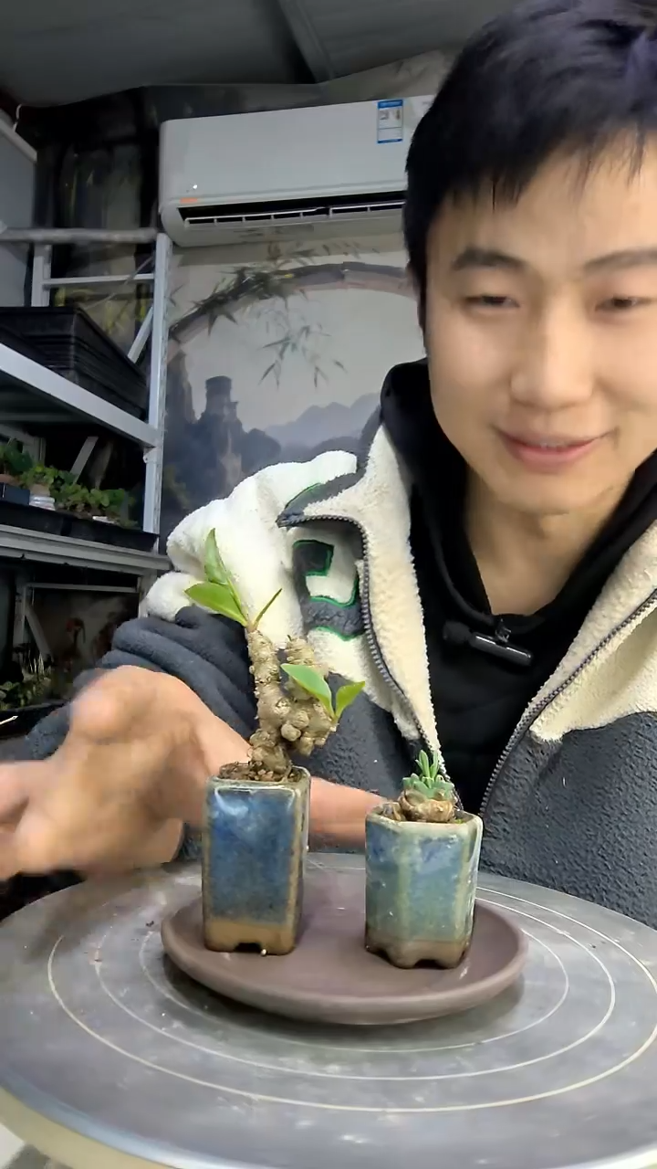 云**径中青园艺一物一拍花205