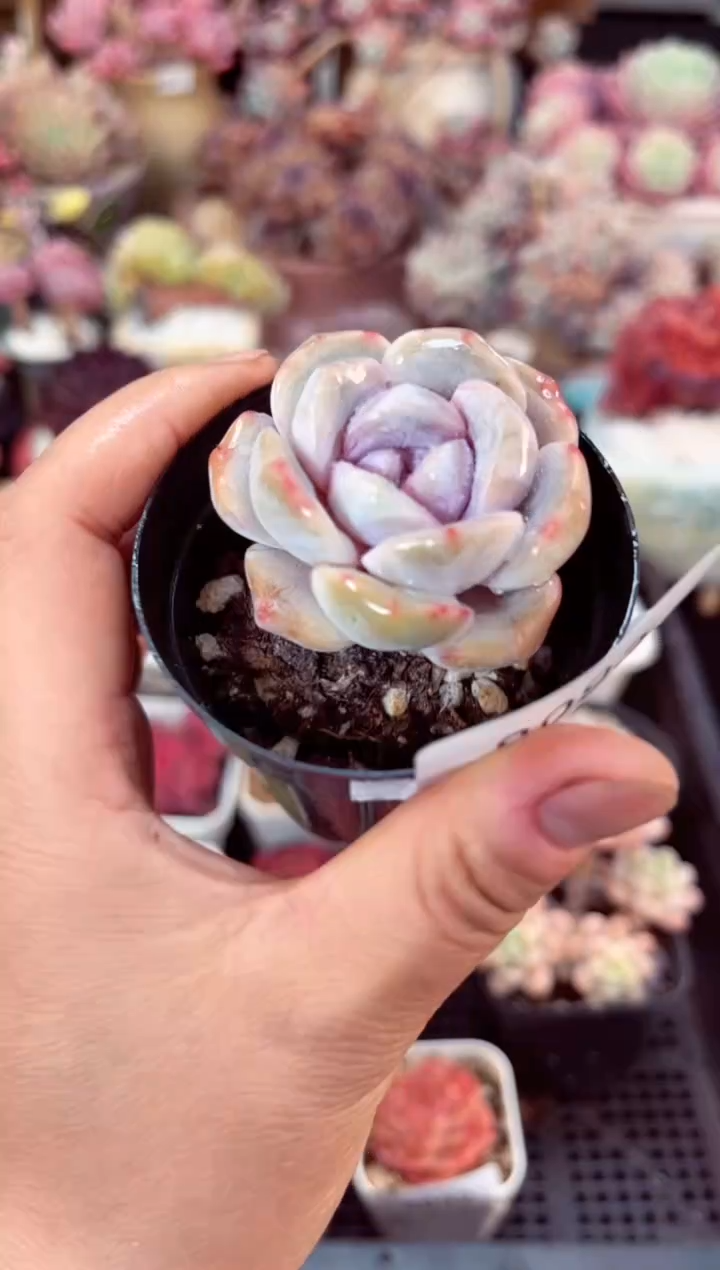 【闪购商品】8093单头多肉雪兔多肉