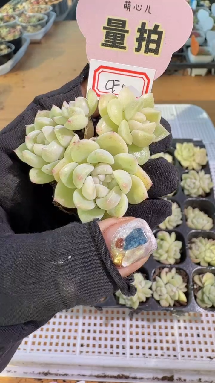 CF1单双混 3颗量拍混发 满9.9包邮