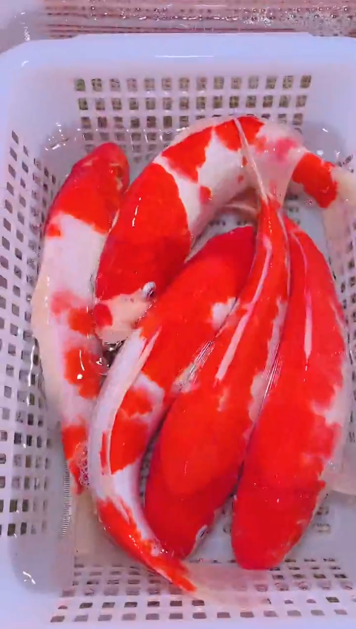 锦鲤冷水观赏鱼全场包邮127