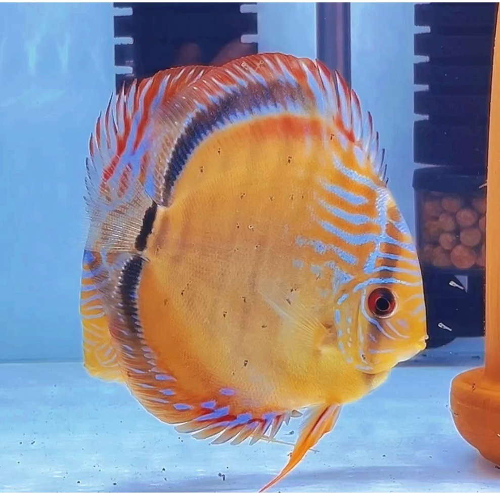 「鱼趣七彩鱼」七彩神仙鱼8-9cm观赏鱼精品热带鱼白蝴蝶阿连卡黄金