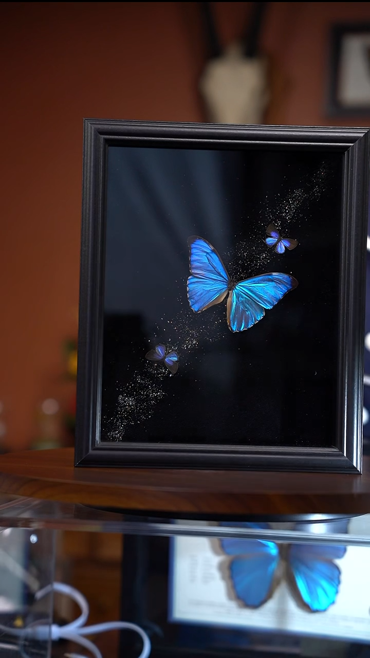 Z179西风闪蝶+2雅灰银河系装裱竞拍