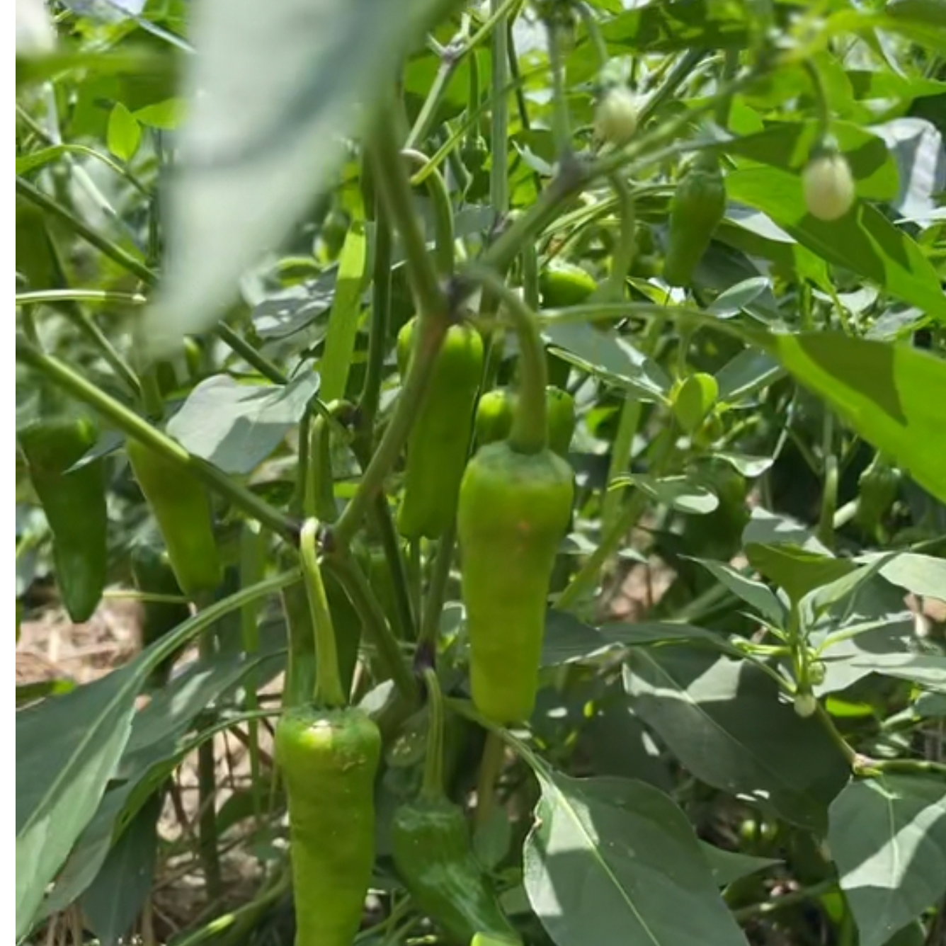 《农家蔬菜·农村余干椒｜农家种植｜顺丰包邮辣椒》