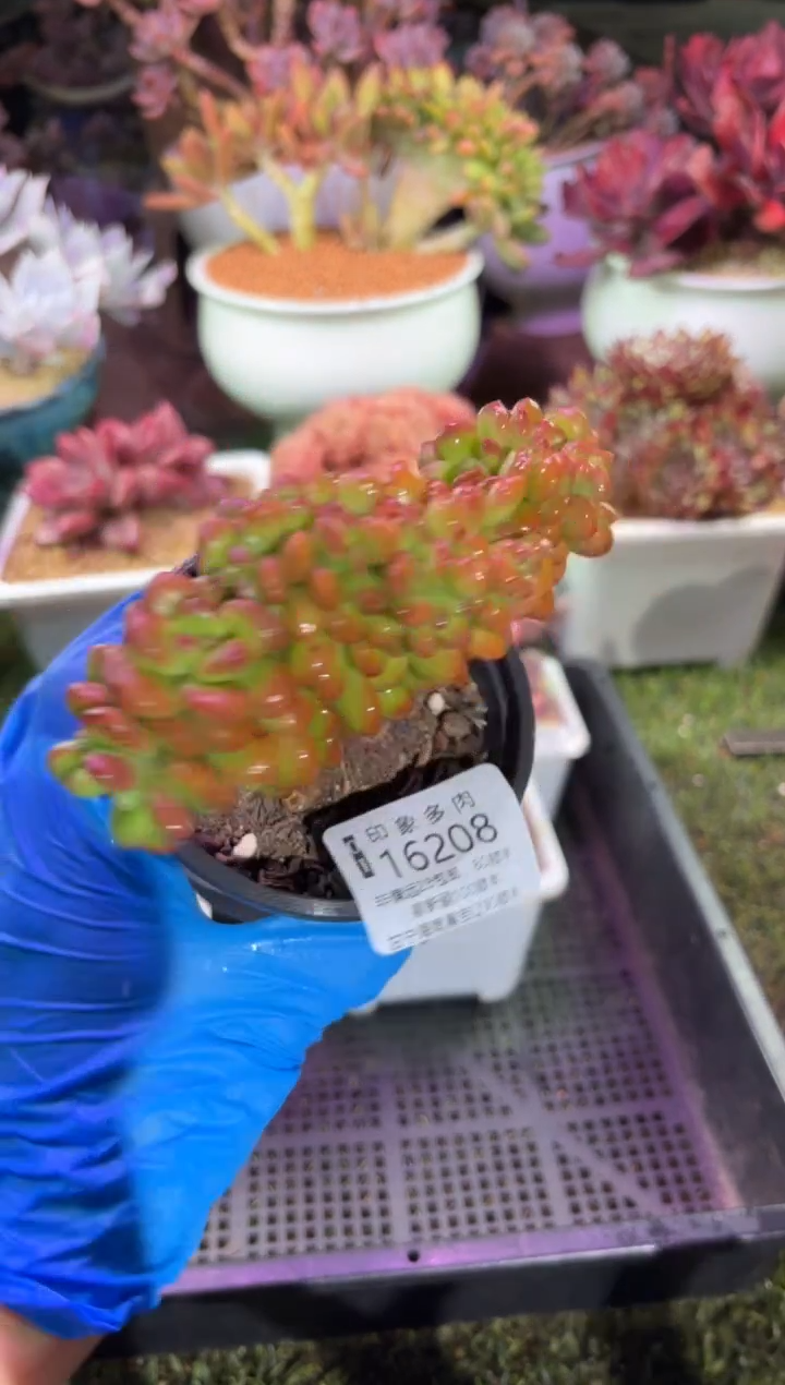 【闪购商品】16208