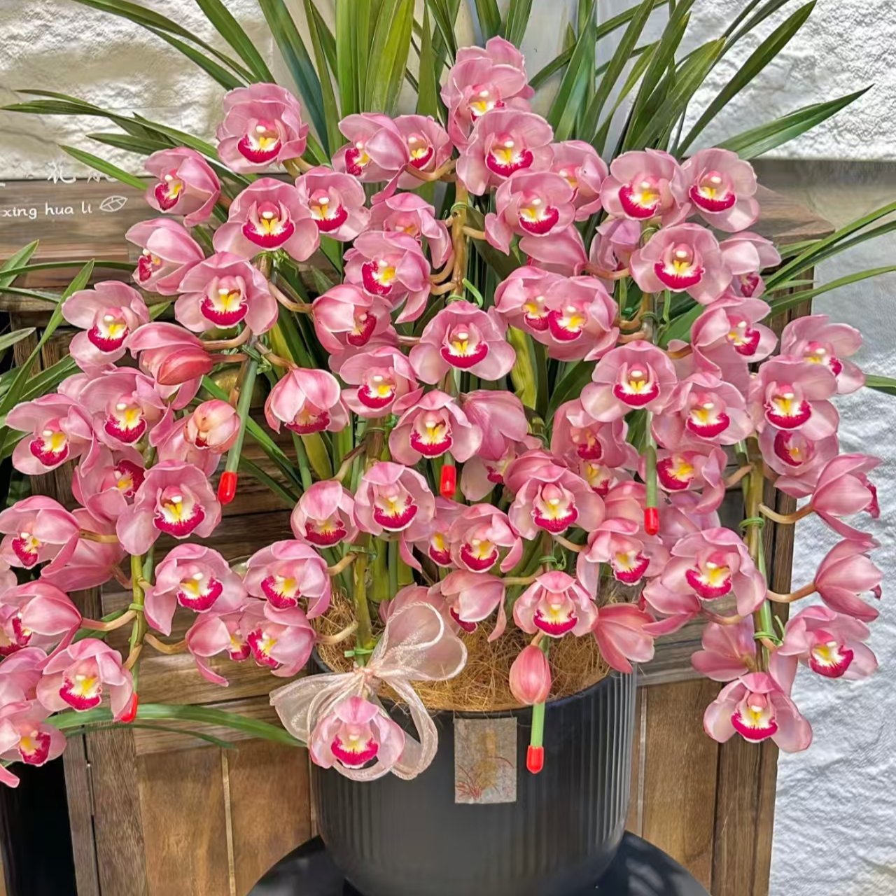 【绣球】粉红色大花蕙兰盆栽室内好养小盆栽鲜花盆栽基地批发兰