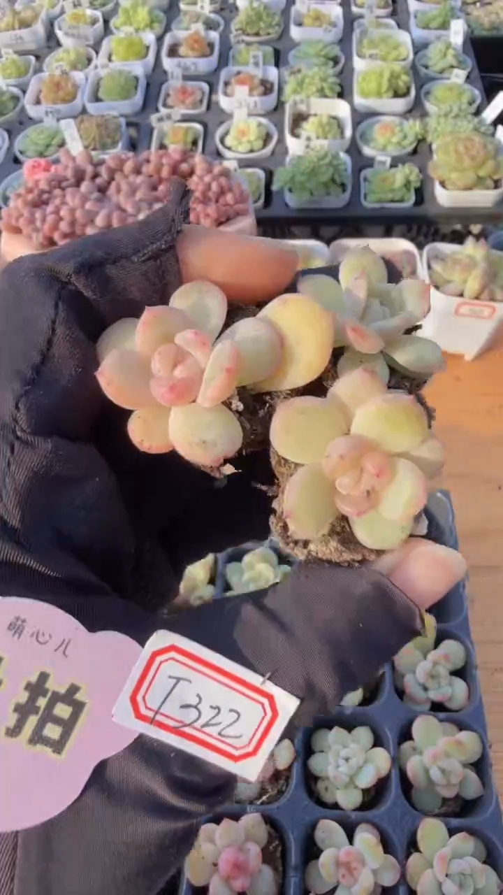 T322单双混 3颗量拍混发 满9.9包邮