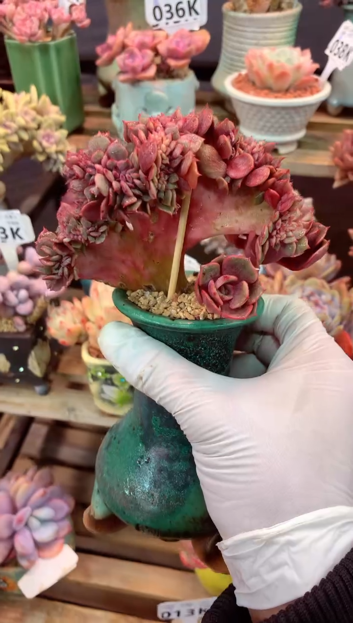 010K（一物一拍，精品多肉，所见即所得 ）