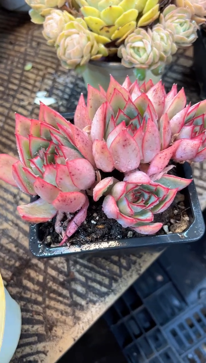 心***️多肉植物一物一拍07412