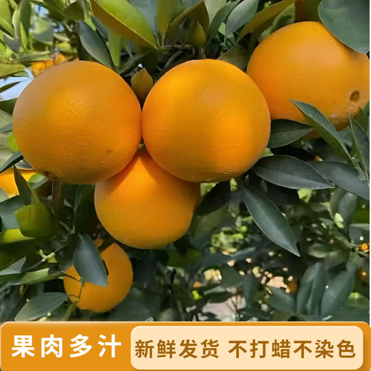 正宗巴东纽荷尔新鲜水果 汁足甜蜜现摘现发