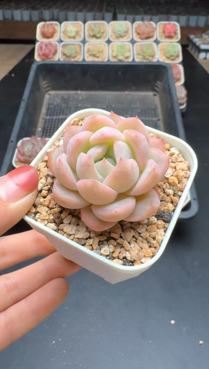 【闪购商品】137C物拍多肉带盆土6.5杯拍3颗包柚