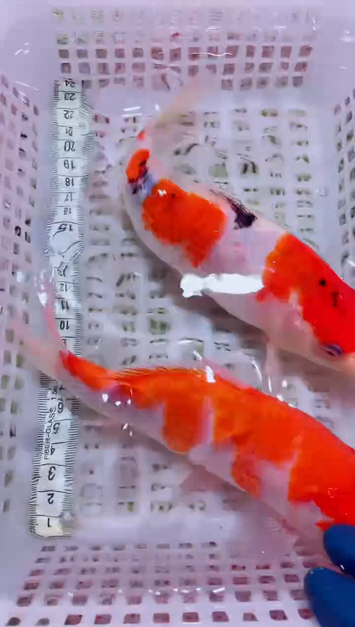 锦鲤血统锦鲤全场包邮91