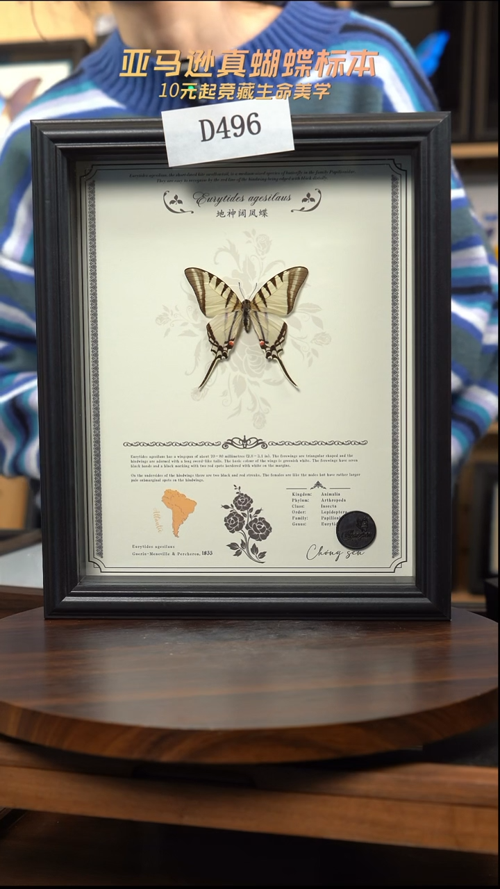 蝴蝶标本摆件竞拍d496