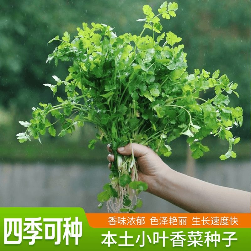 【全店满5包包邮】小叶香菜种子四季播种蔬菜种籽菜籽菜种小香菜