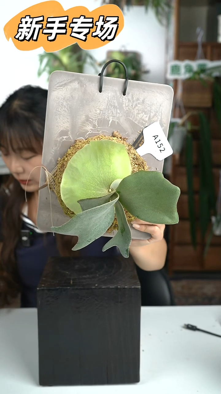 不开花植物A152-银狐鹿角蕨（开播福利）
