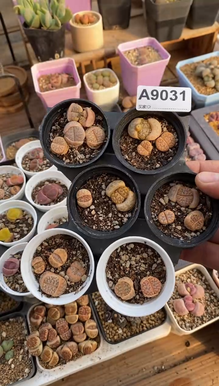 【闪购商品】9031直播一物一拍