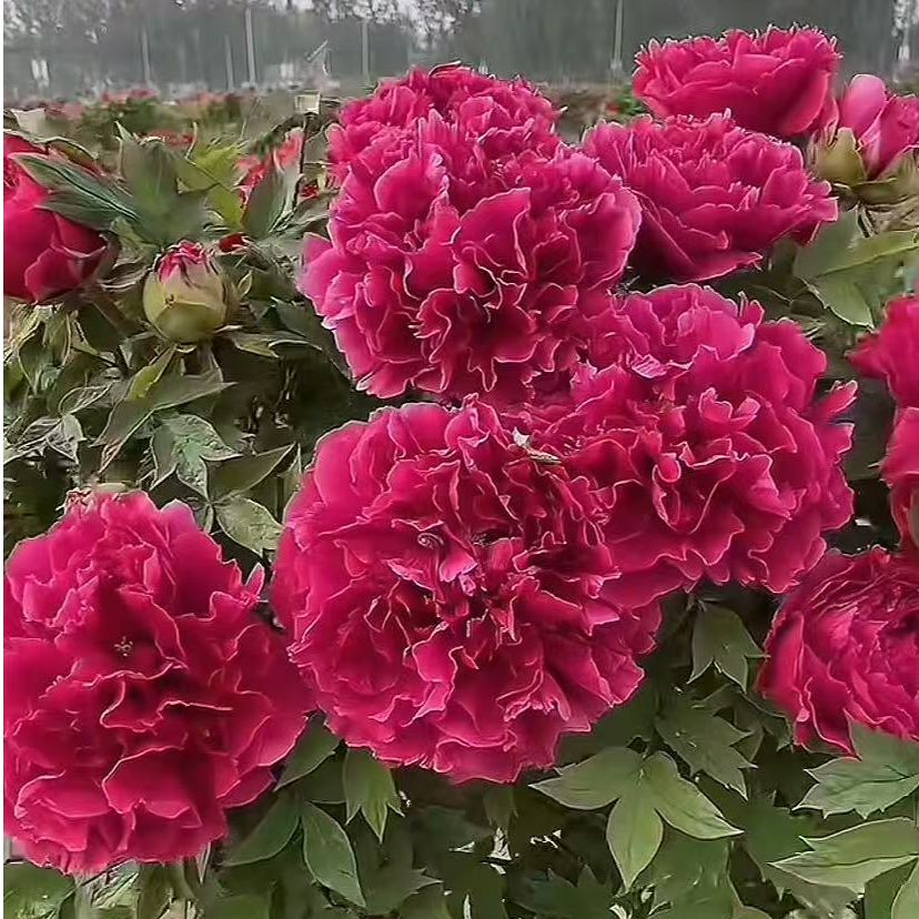 【花王】牡丹 先发肥料秋季发苗