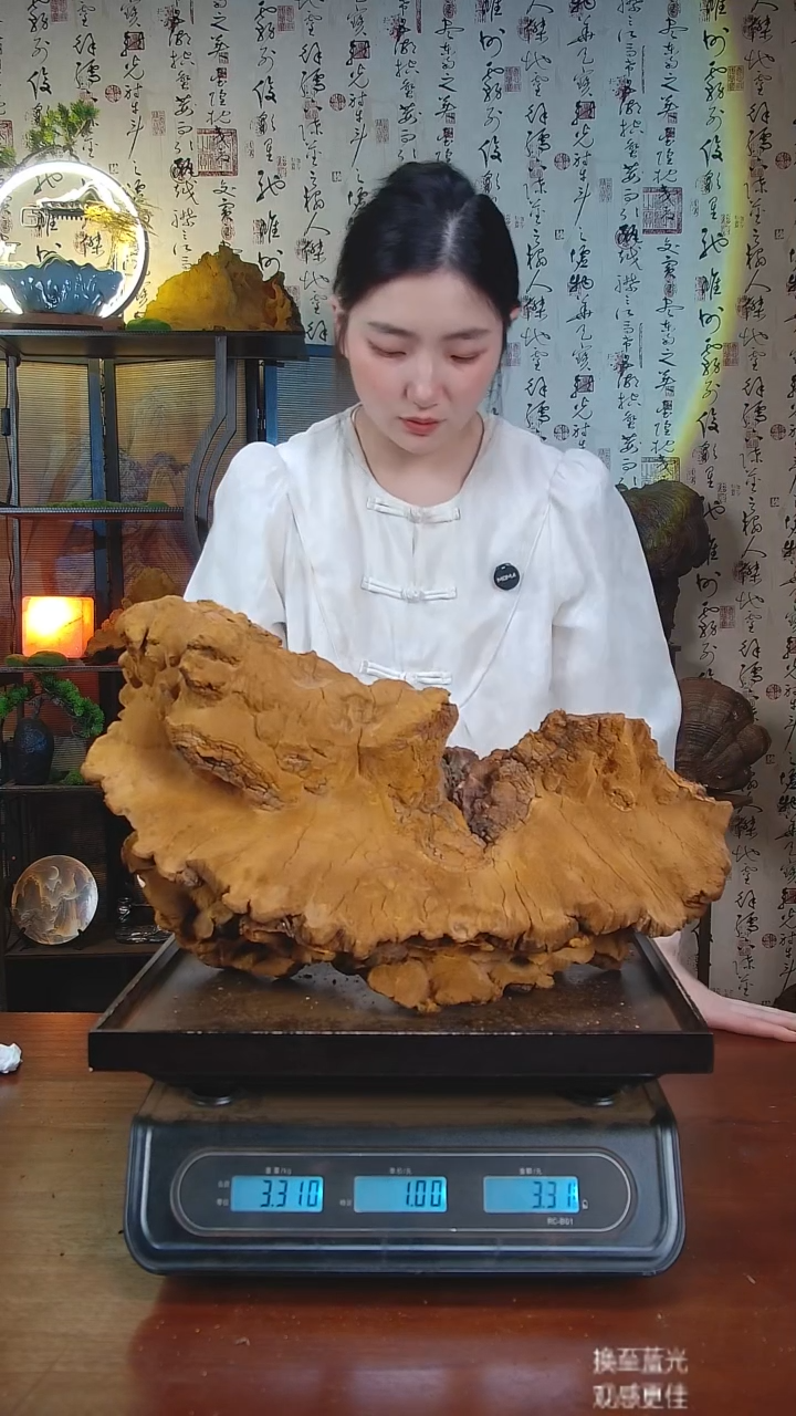 松针层孔菌中国大陆【藏区 野生】松树桑黄（6.62斤）70-80年份