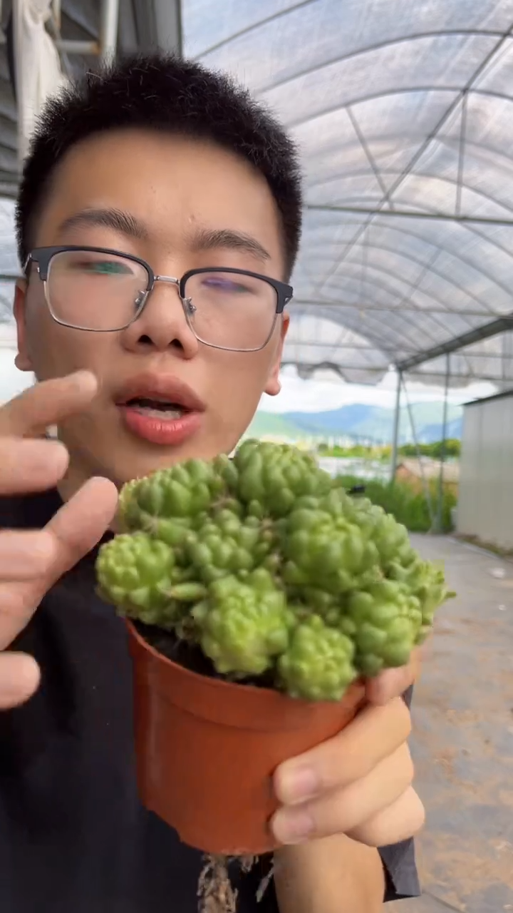 大群生 泰菊莲【带根】