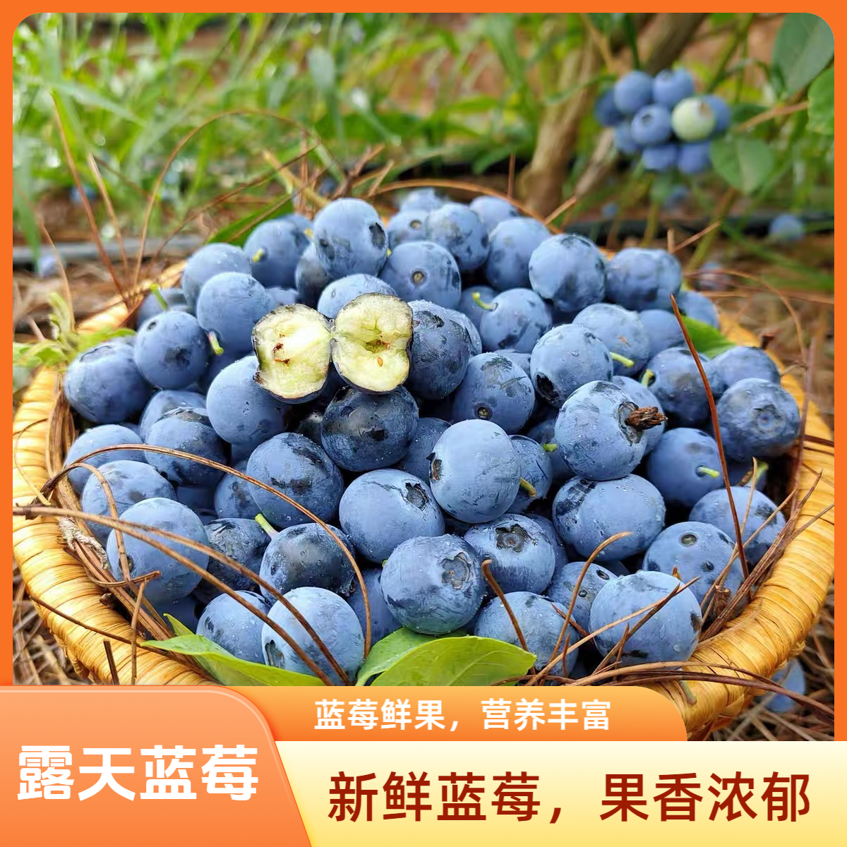【中大果】12-15mm 丹东蓝莓孕妇孩子水果新鲜顺丰现摘现发