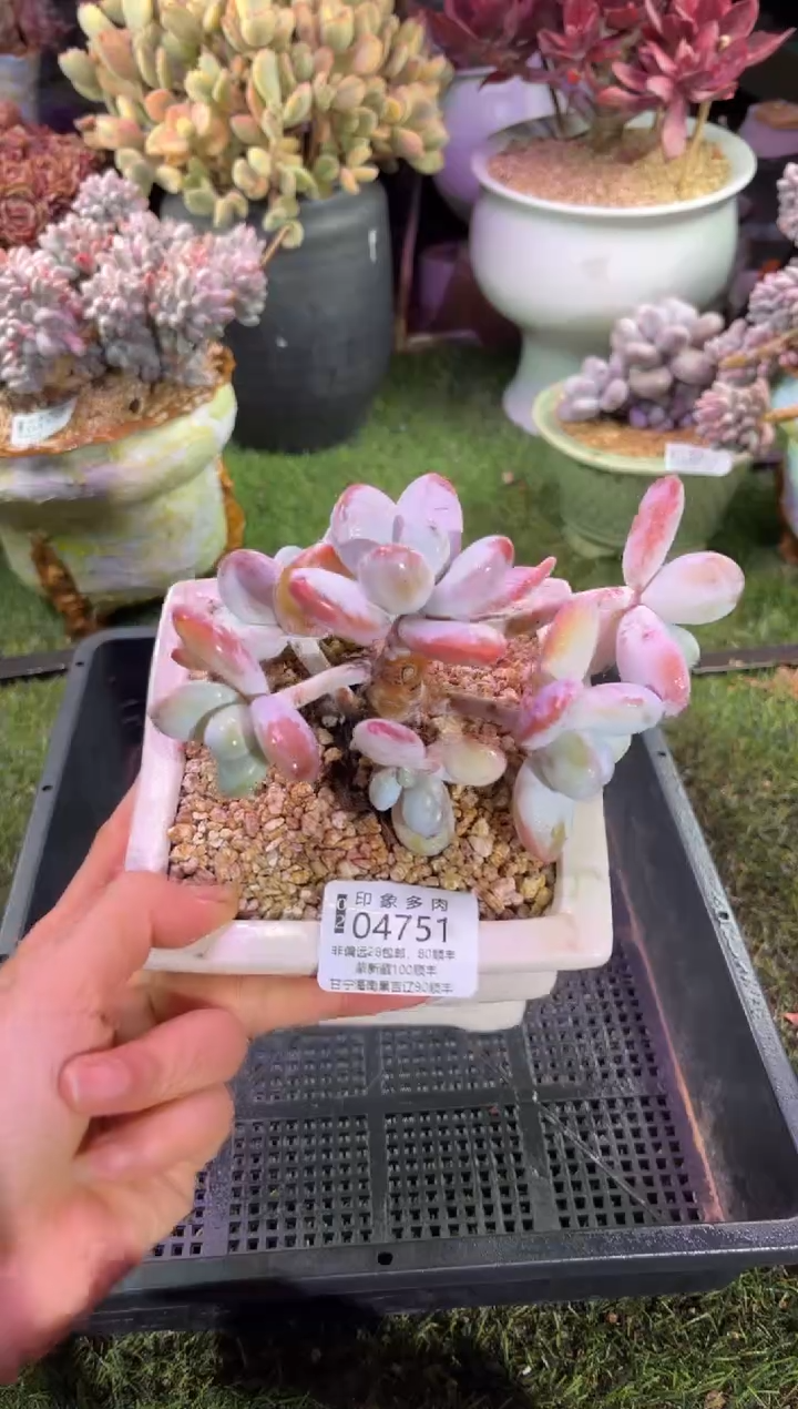 【闪购商品】04751