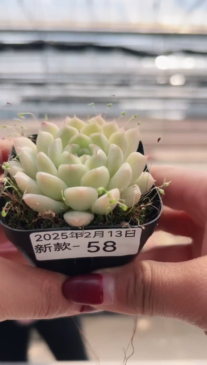 【闪购商品】新款多肉-58