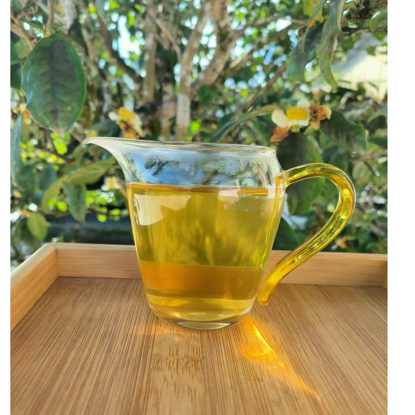 7【李培金专属】纸山箐23年单株 清香为主 普洱生茶