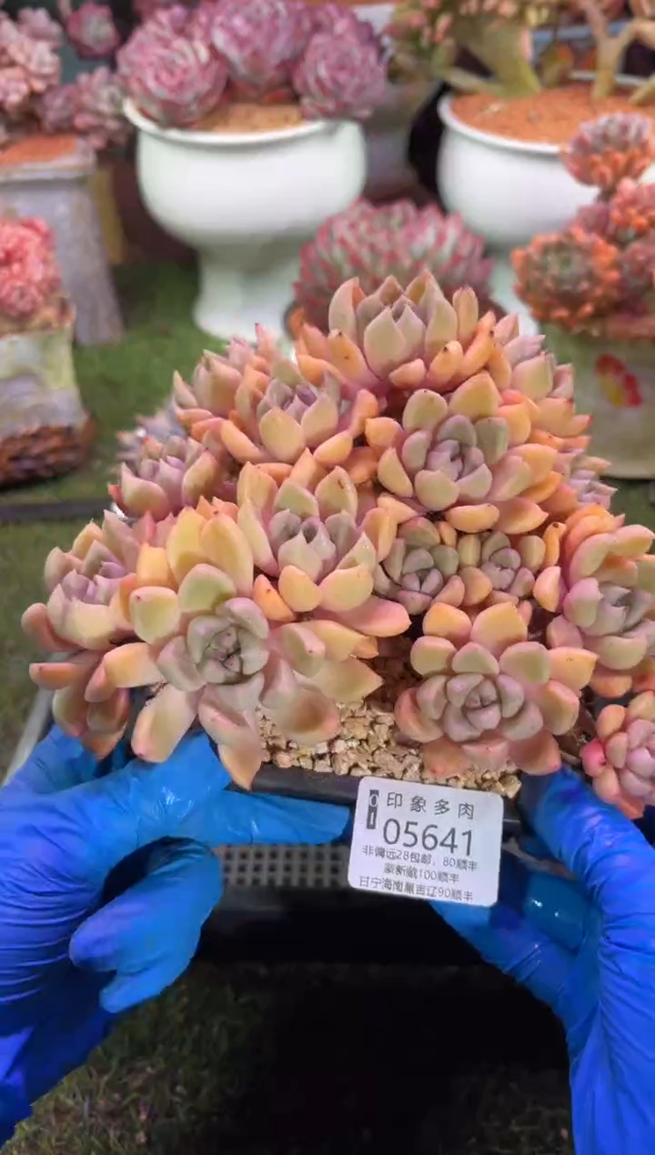 【闪购商品】05641