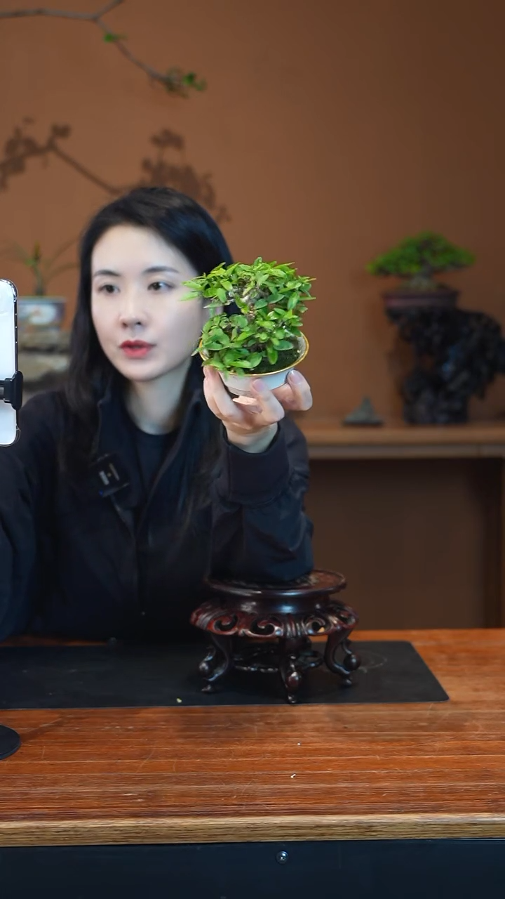 全部花朵水茉莉盆景盆景盆景